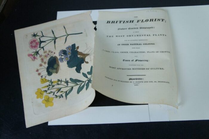 13 antique 1825 joseph gleave british florist flower garden botanical engravings 0429