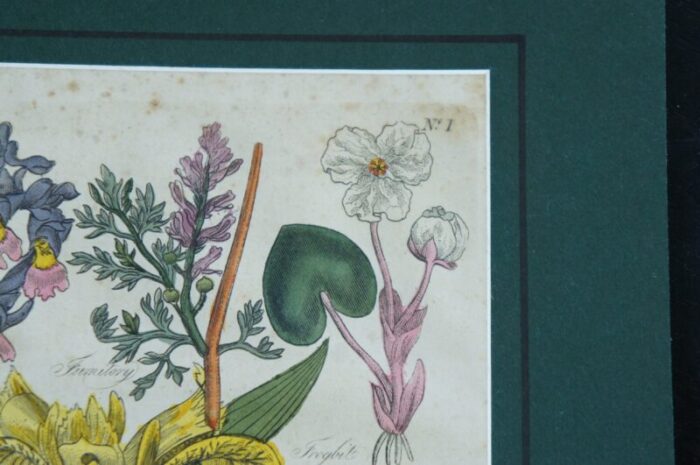 13 antique 1825 joseph gleave british florist flower garden botanical engravings 3232