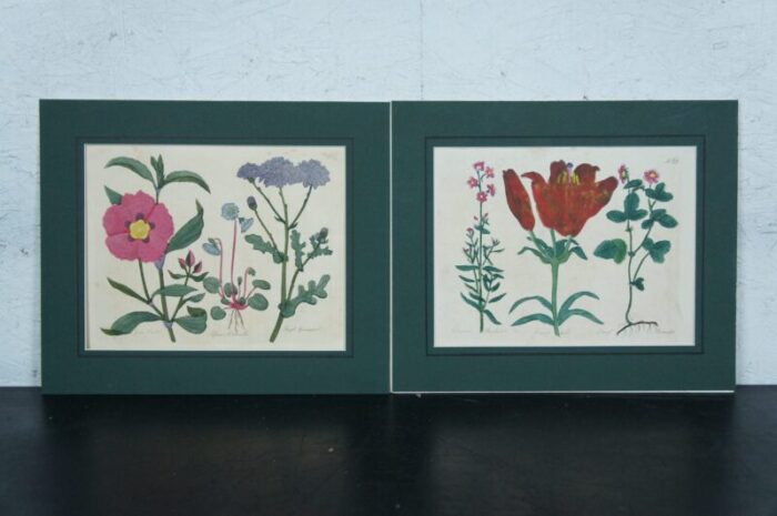 13 antique 1825 joseph gleave british florist flower garden botanical engravings 4447