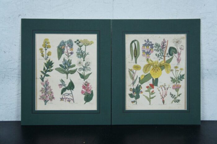 13 antique 1825 joseph gleave british florist flower garden botanical engravings 8437