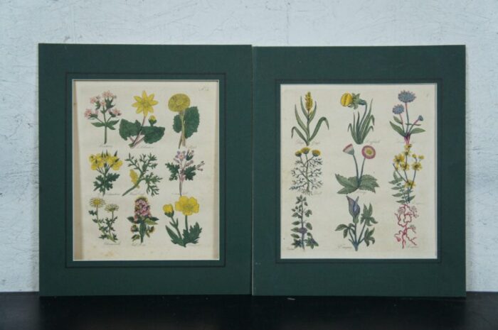 13 antique 1825 joseph gleave british florist flower garden botanical engravings 9311