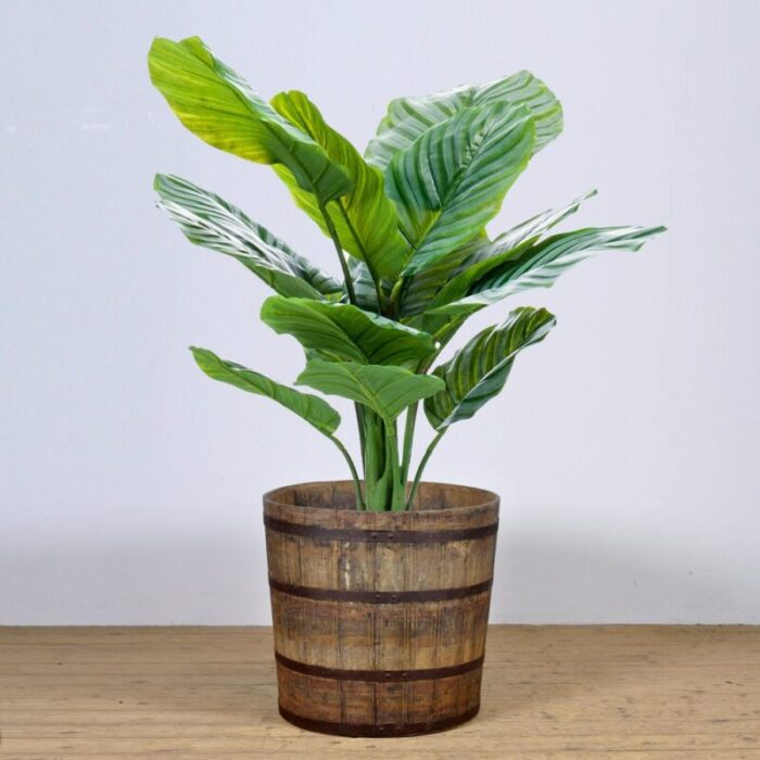 big oak barrelled planter 1900s 3