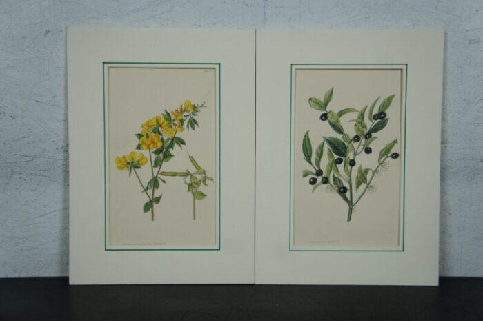 early 20th century antique curtis botanical magazine lithograph prints ross craig snelling set of 11 2014