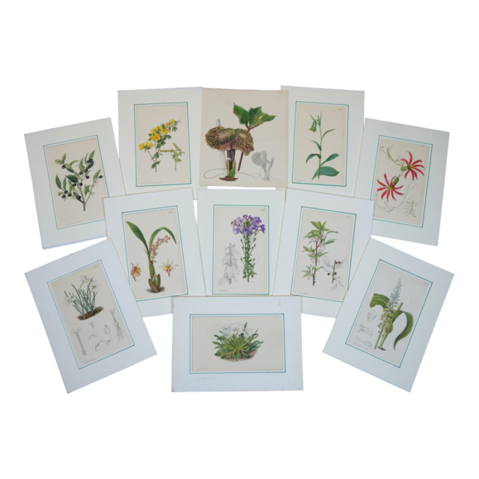 early 20th century antique curtis botanical magazine lithograph prints ross craig snelling set of 11 2647