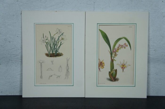 early 20th century antique curtis botanical magazine lithograph prints ross craig snelling set of 11 3176