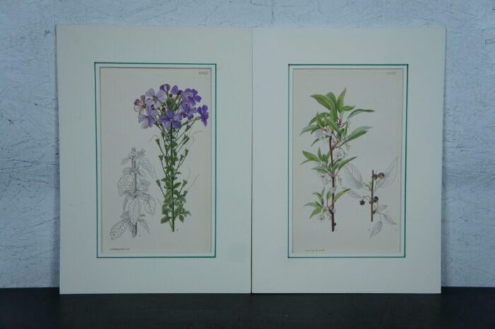 early 20th century antique curtis botanical magazine lithograph prints ross craig snelling set of 11 4011