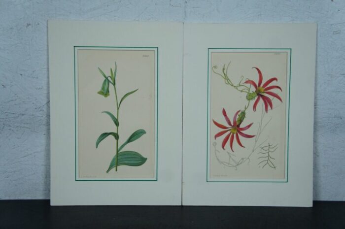 early 20th century antique curtis botanical magazine lithograph prints ross craig snelling set of 11 5707