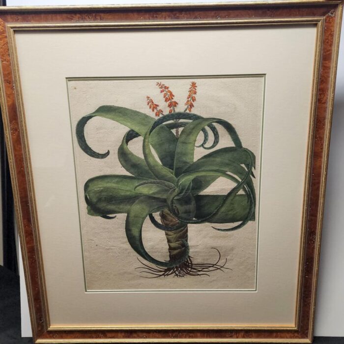 original besler aloe from 1713 framed 4393