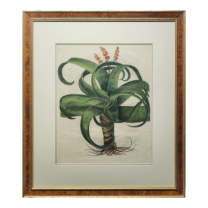 original besler aloe from 1713 framed 5235